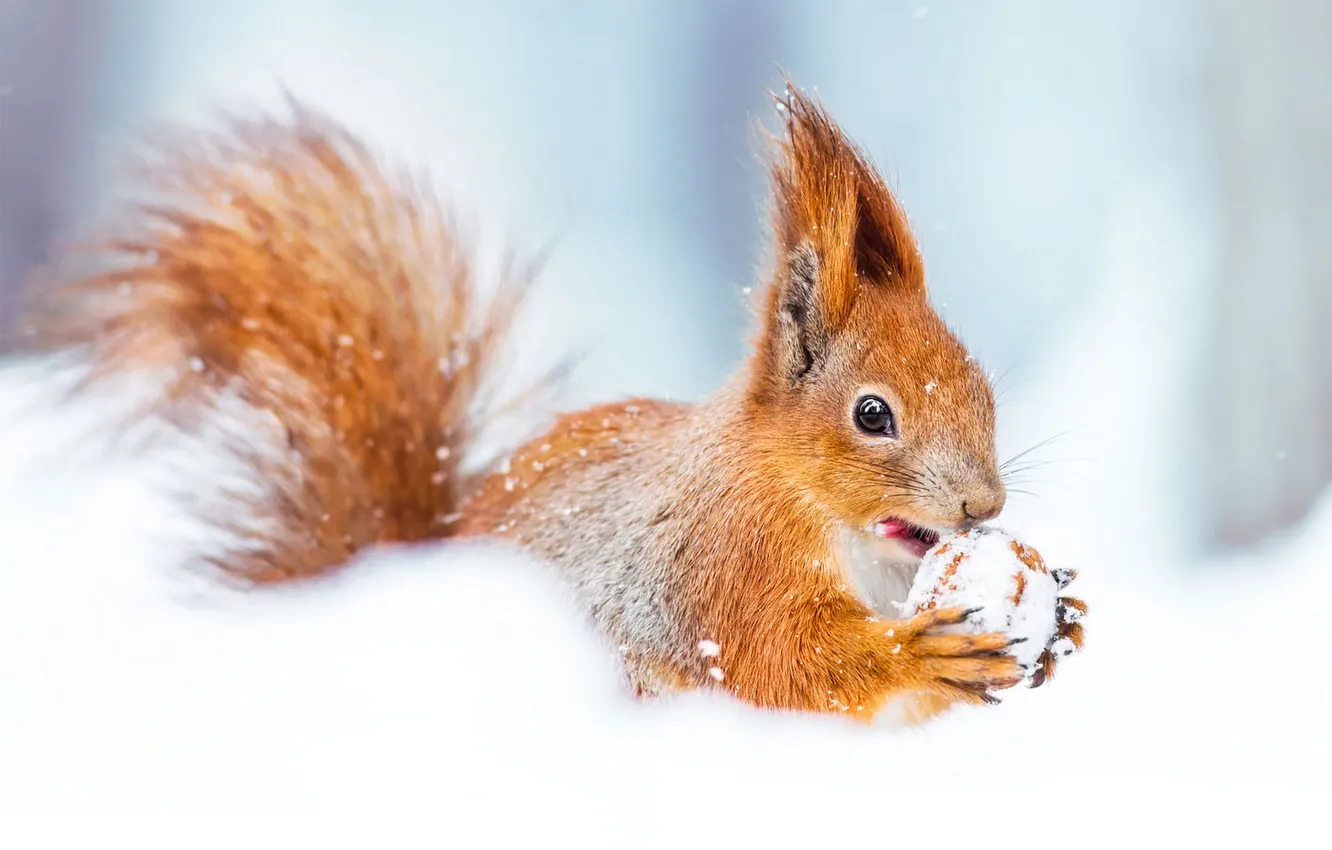 Photo wallpaper winter, language, look, snow, nature, legs, protein, muzzle