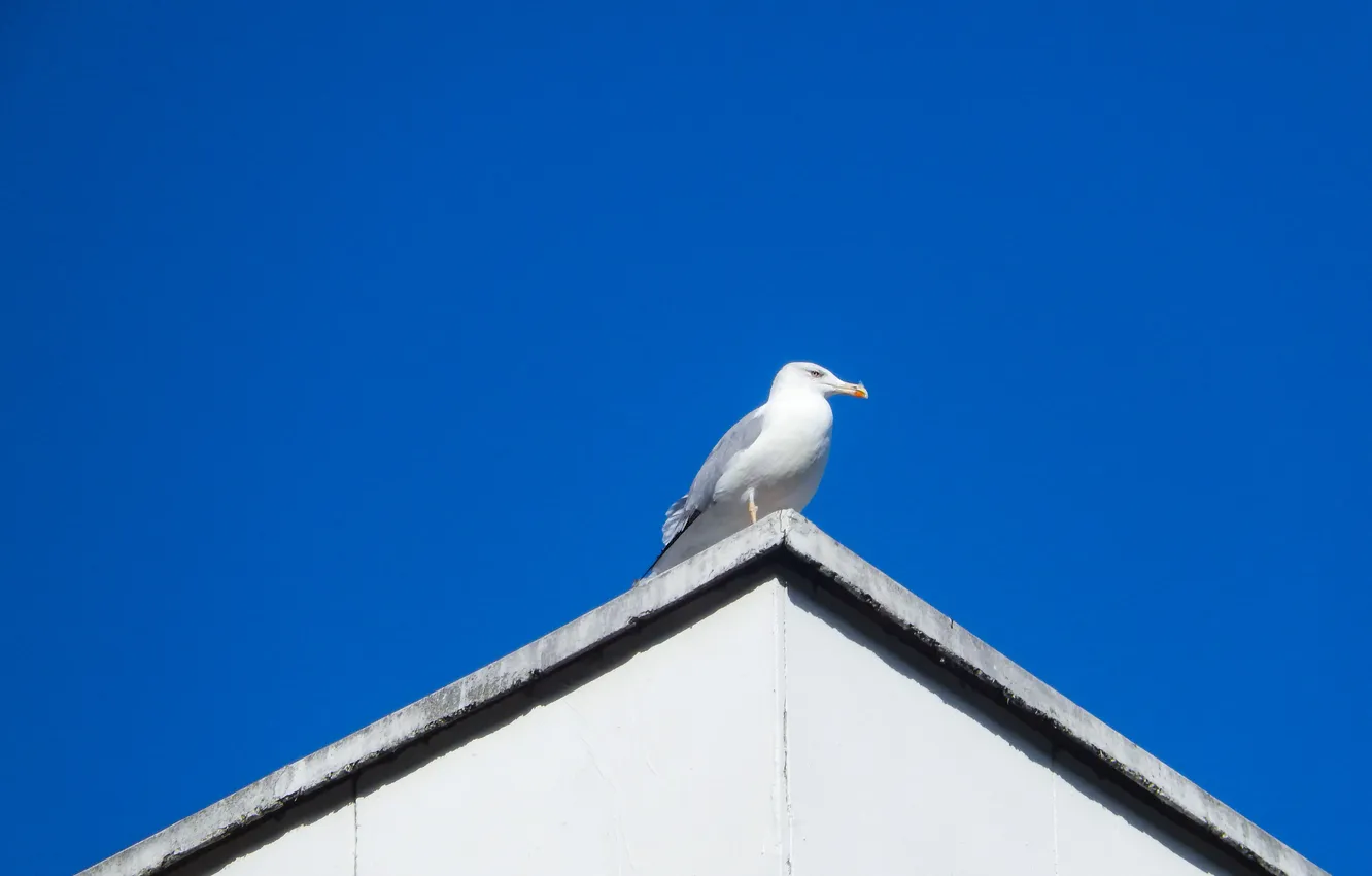 Photo wallpaper roof, the sky, widescreen, Wallpaper, Seagull, wallpaper, widescreen, background