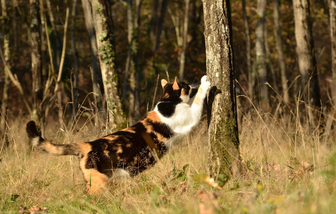 Photo wallpaper forest, summer, cat, trees