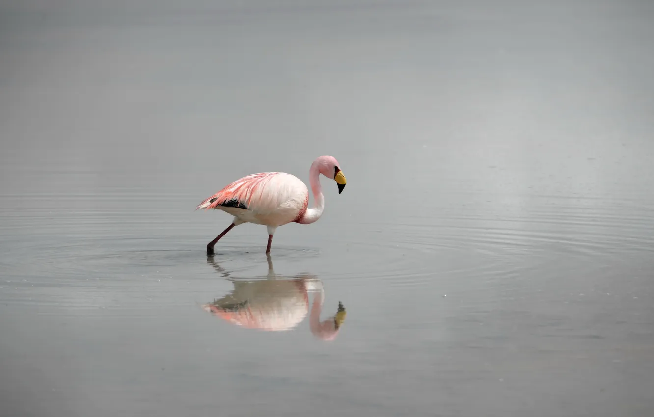 Photo wallpaper nature, bird, Flamingo