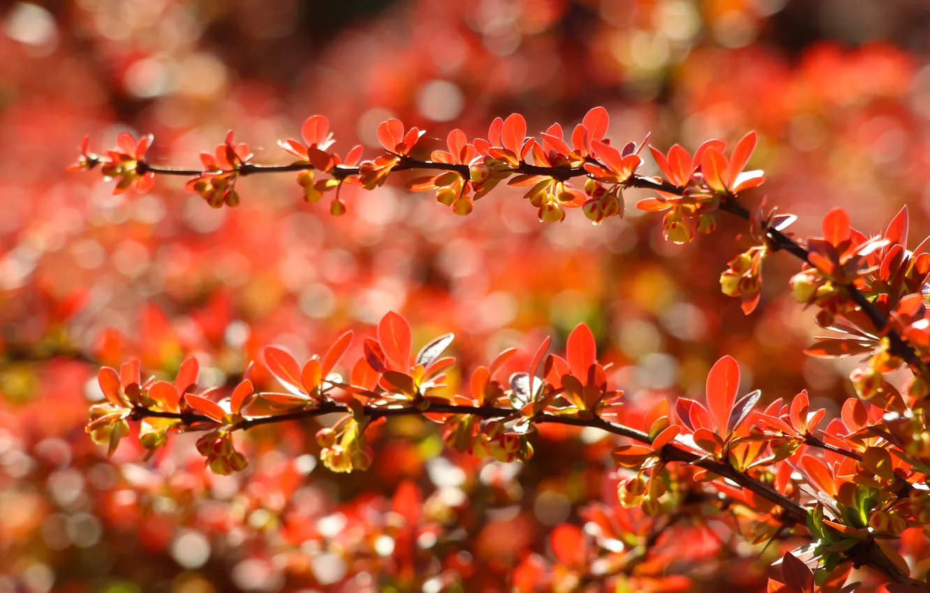 Photo wallpaper red, leafs, plant, twig, Barberry