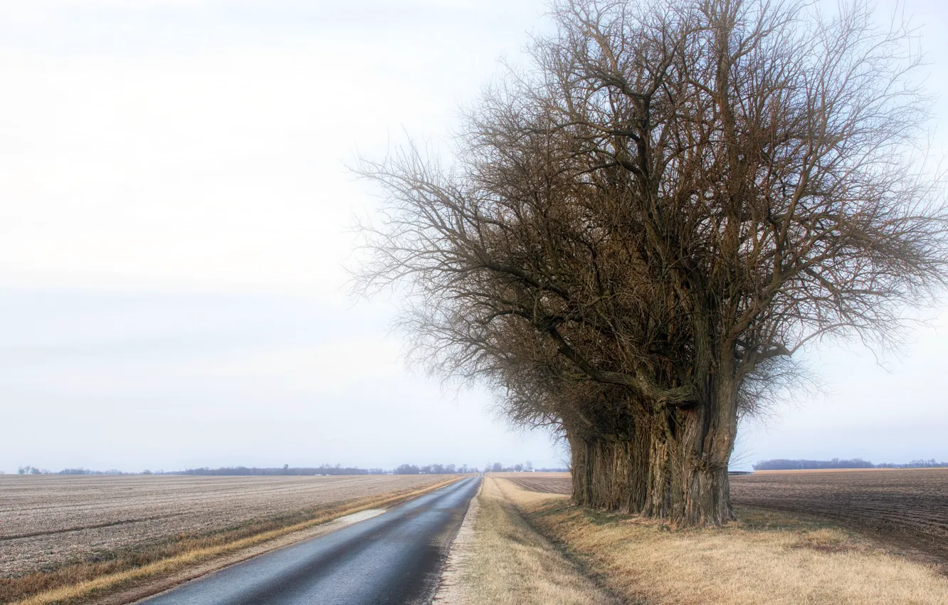 Photo wallpaper road, trees, fog