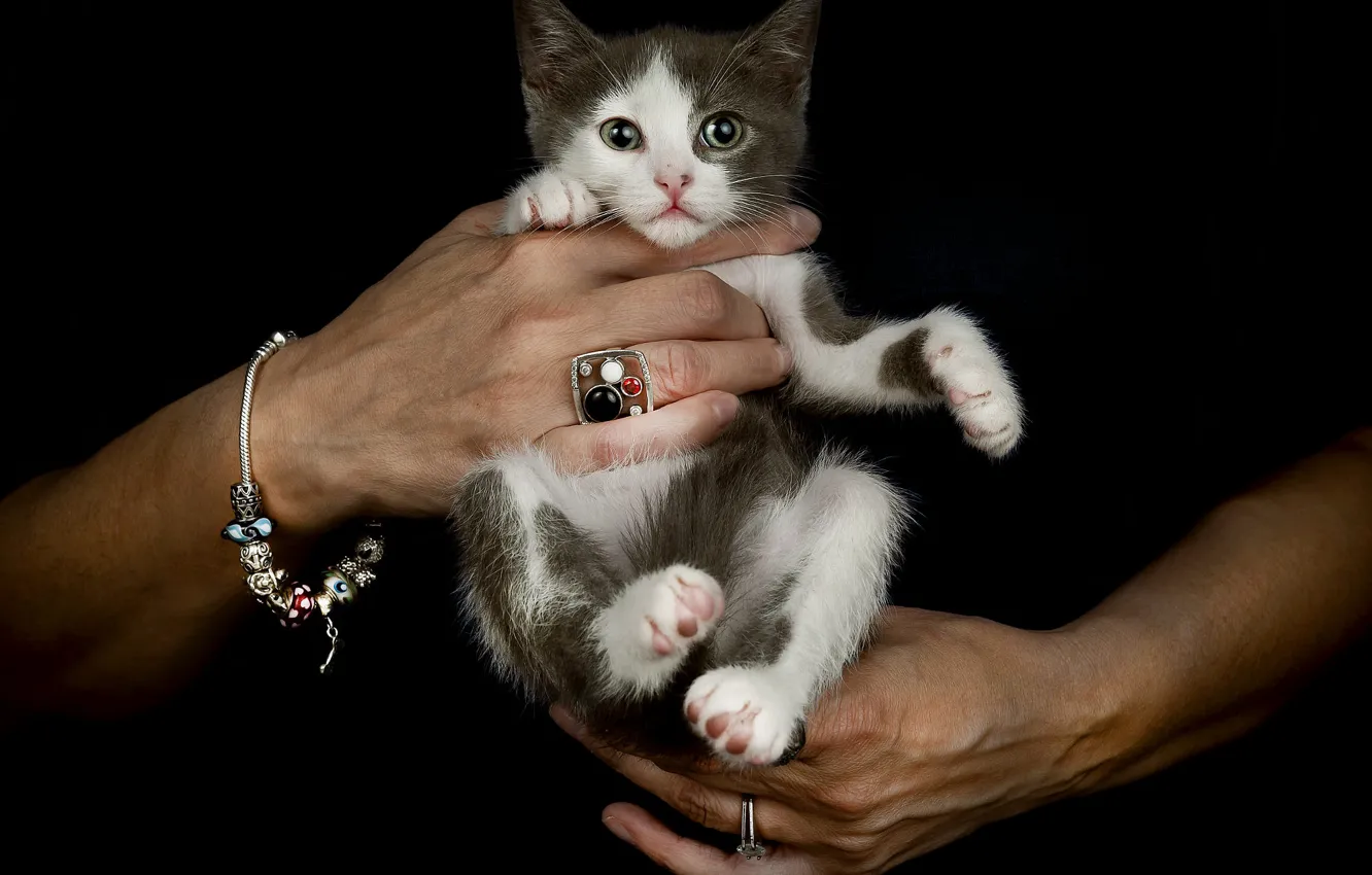 Photo wallpaper cat, decoration, pose, the dark background, kitty, grey, hands, ring