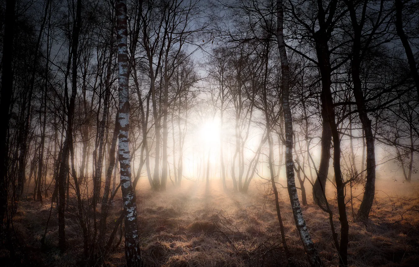 Photo wallpaper forest, light, trees, branches, fog, morning, birch