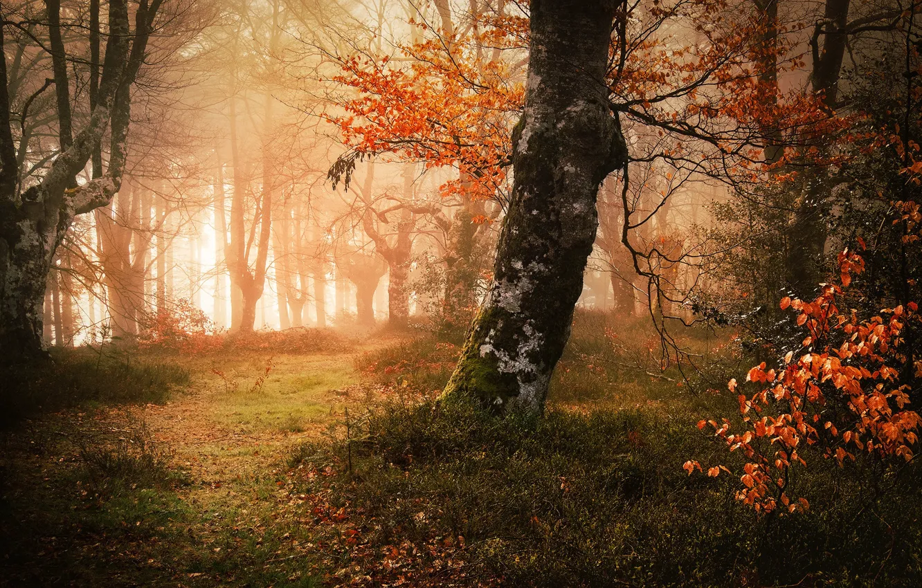 Photo wallpaper Park, light, fog, trees, path, foliage, branches, autumn