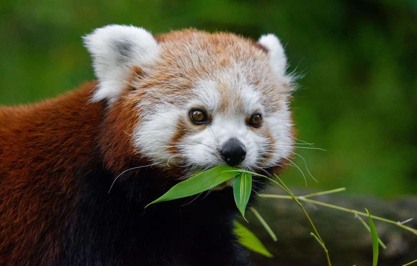 Photo wallpaper face, green, background, portrait, red Panda, lunch, red Panda, twigs