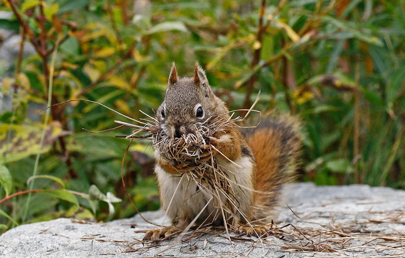 Photo wallpaper nature, tail, rodent, red squirrel