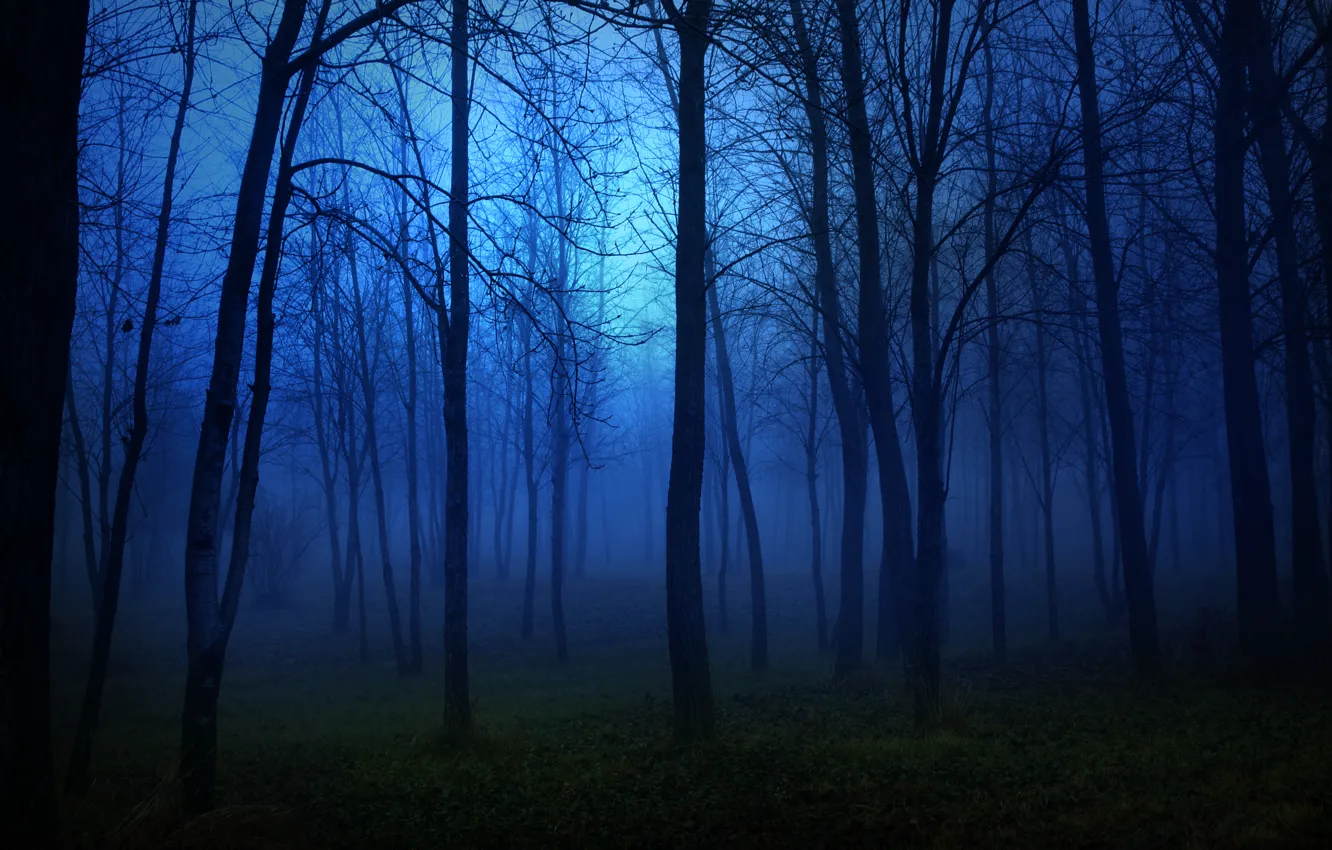 Photo wallpaper forest, light, trees, landscape, night, lights, darkness, fear
