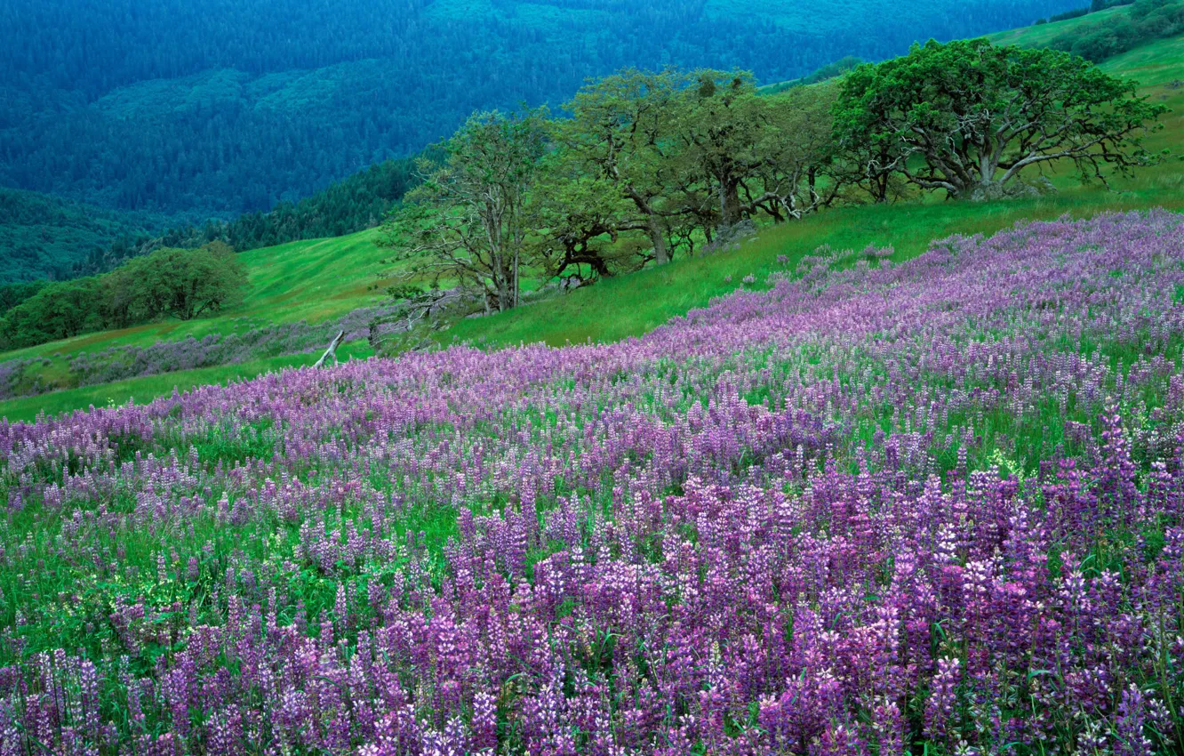 Photo wallpaper grass, flowers, nature