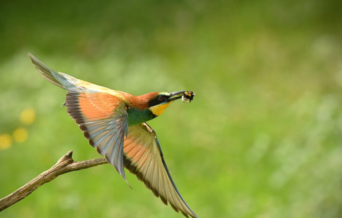 Photo wallpaper flight, branches, bird, mining