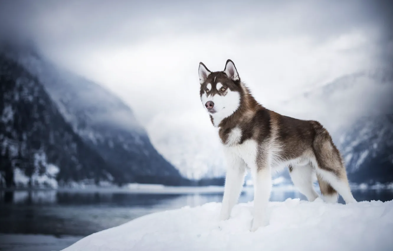 Photo wallpaper winter, forest, look, snow, mountains, nature, fog, lake