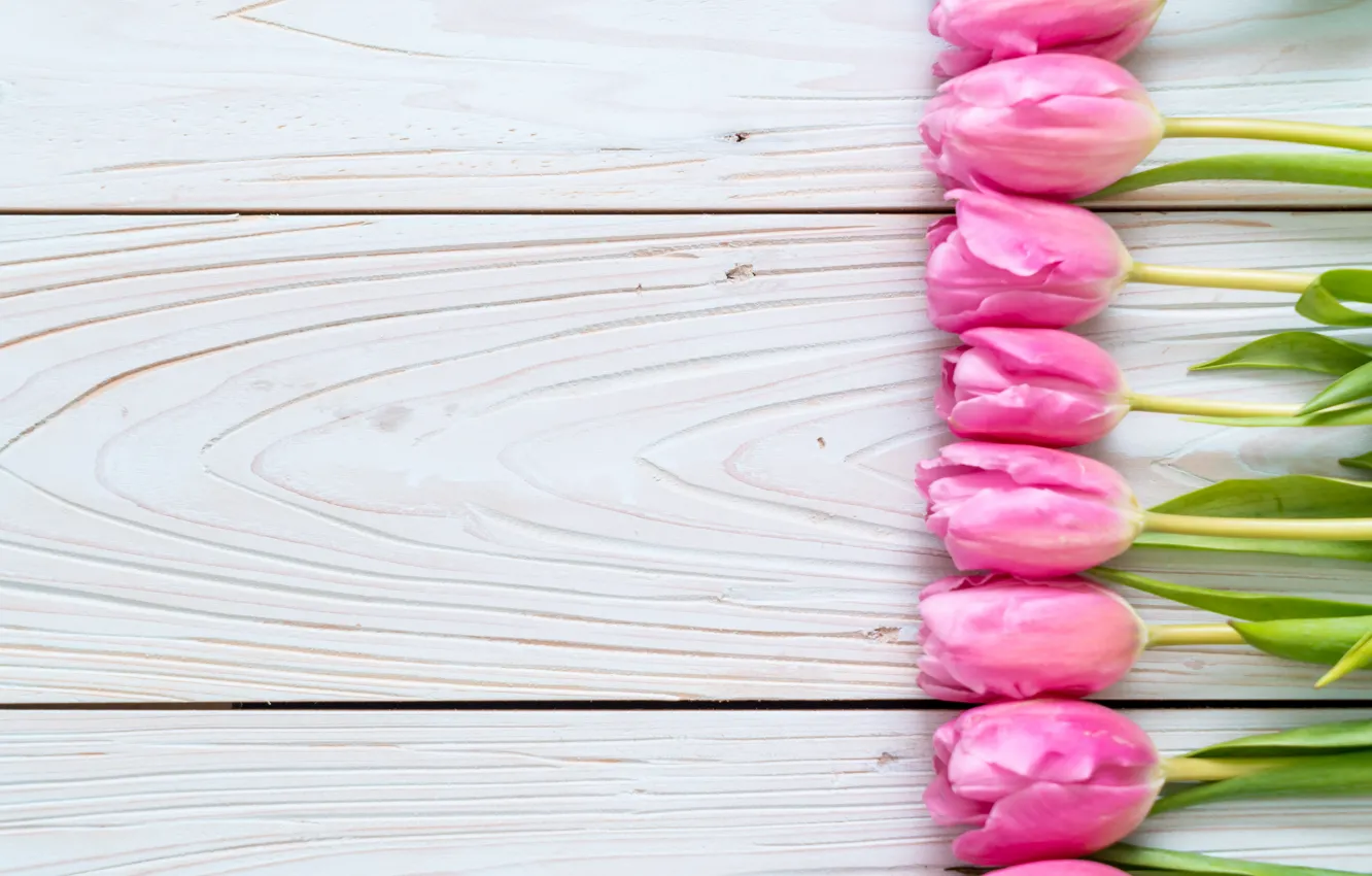 Photo wallpaper flowers, tulips, pink, fresh, wood, pink, flowers, tulips