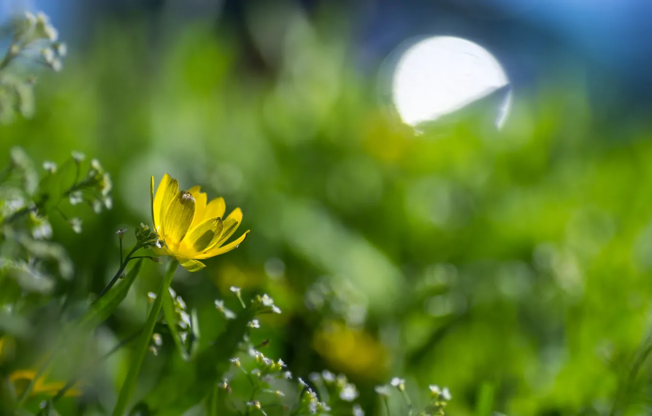 Photo wallpaper flower, flowers, yellow, glare, spring, meadow
