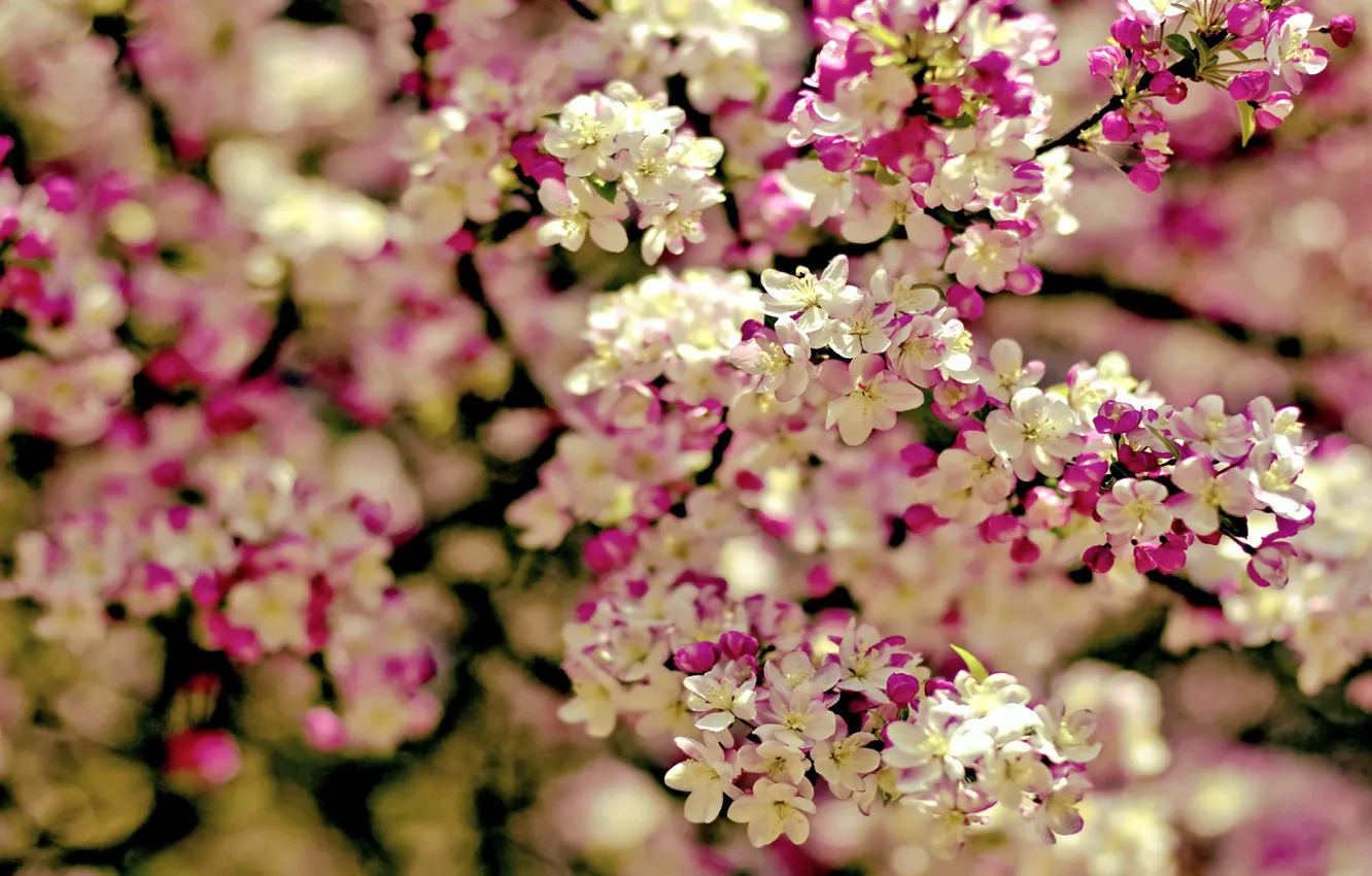 Photo wallpaper branches, spring, flowering