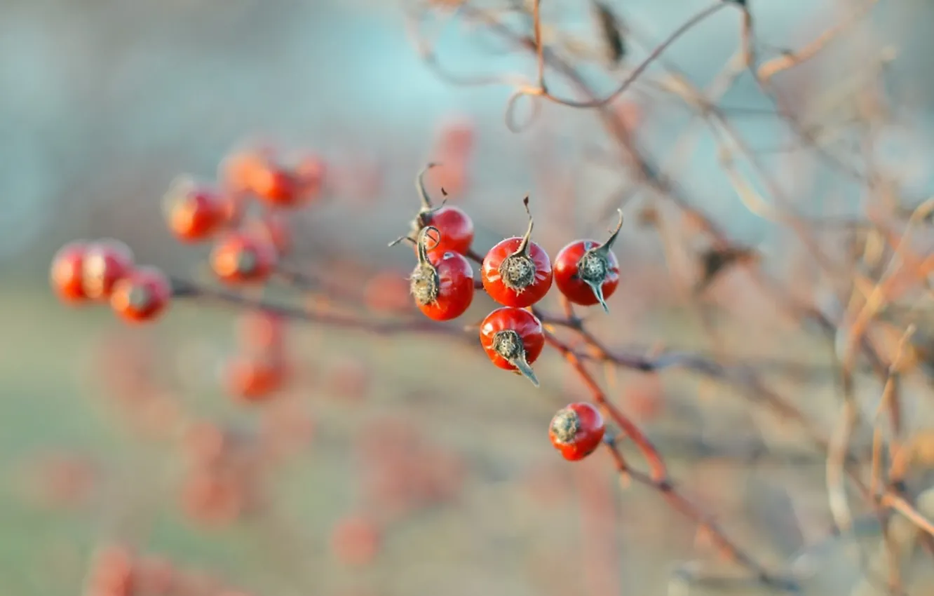 Photo wallpaper autumn, nature, berries, briar