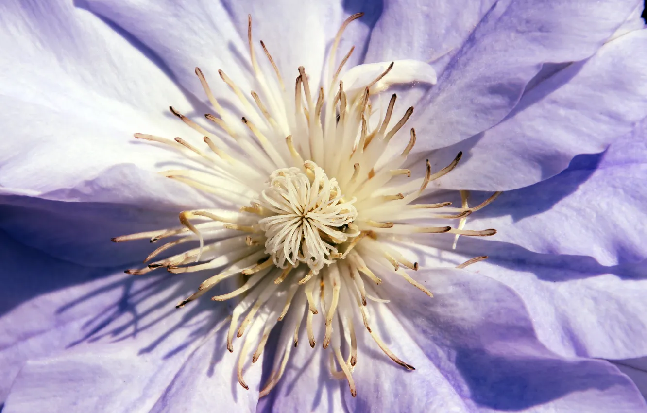 Photo wallpaper flower, purple, flowers, light, stamens, clematis