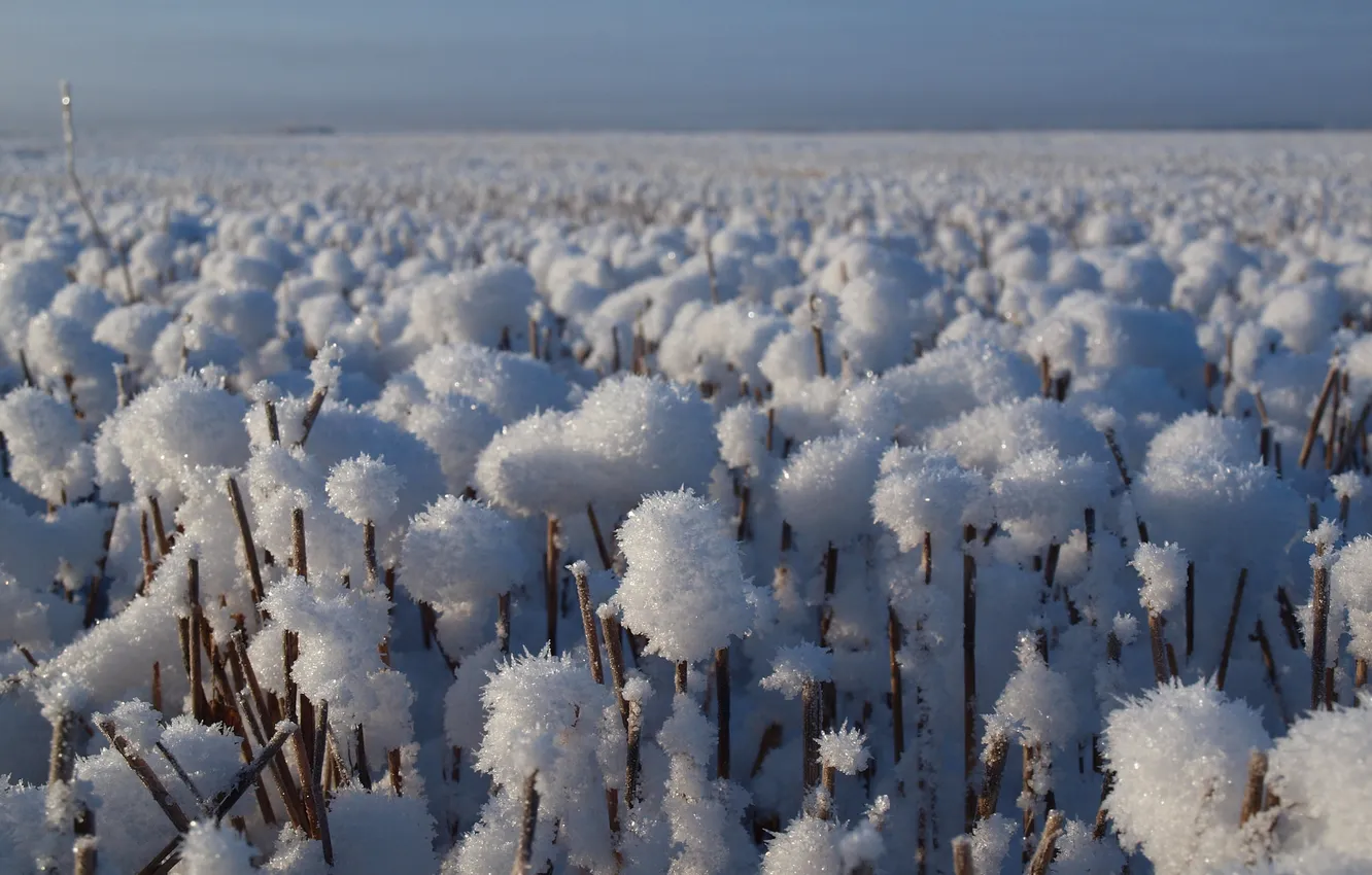 Photo wallpaper winter, frost, the sky, snow, plant