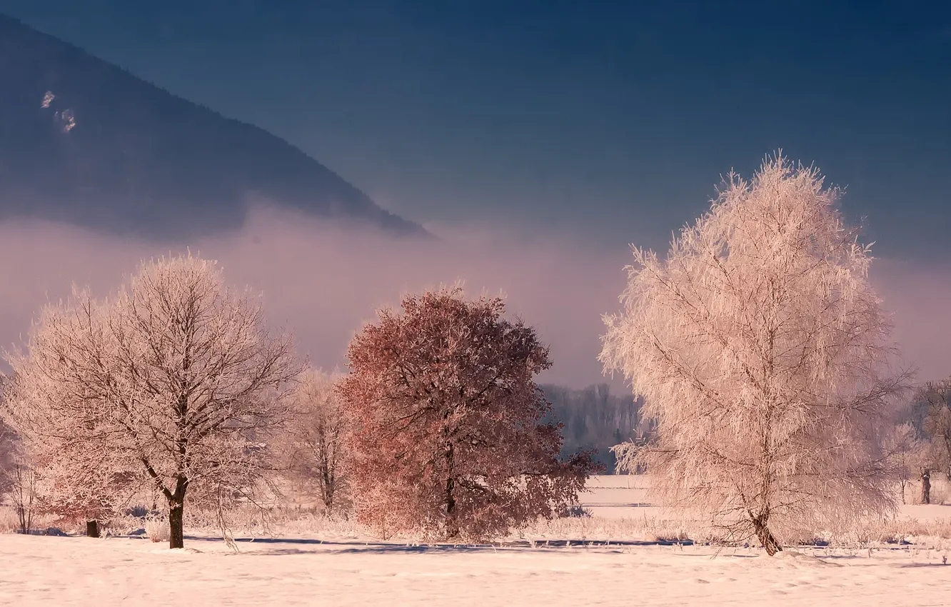 Photo wallpaper winter, frost, forest, snow, trees, landscape, nature, tree