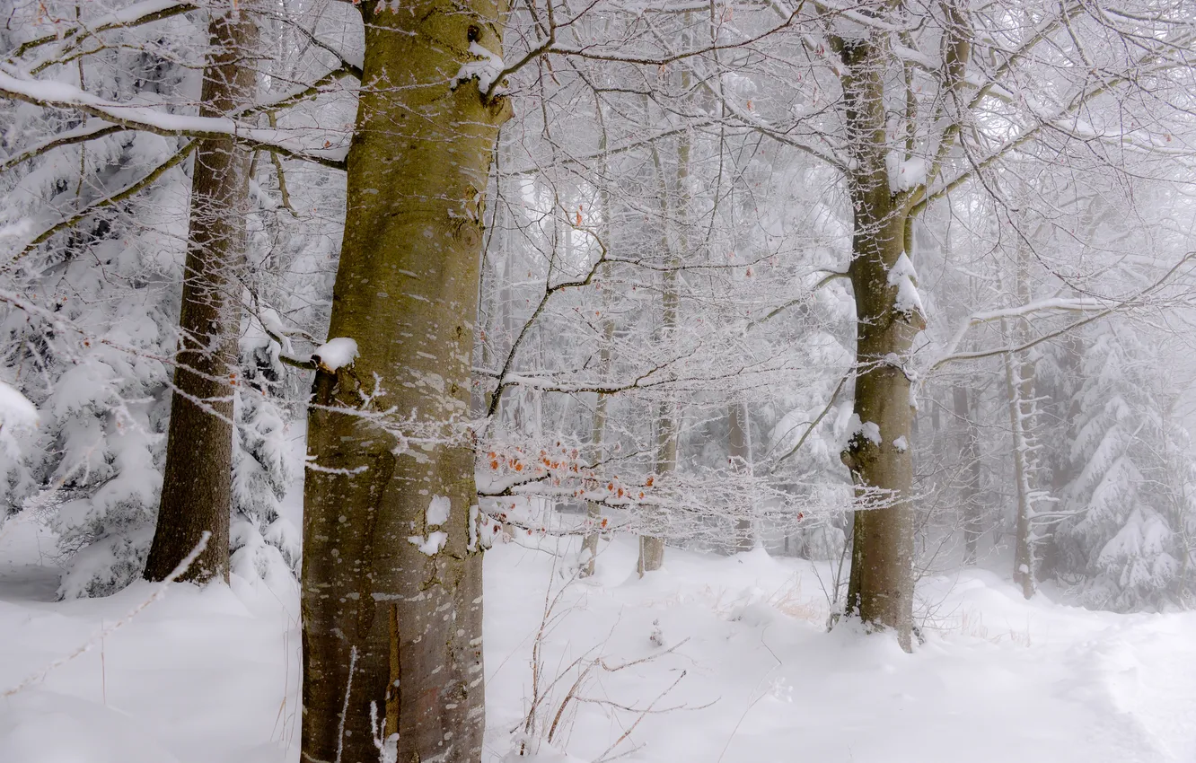 Photo wallpaper winter, forest, snow, nature