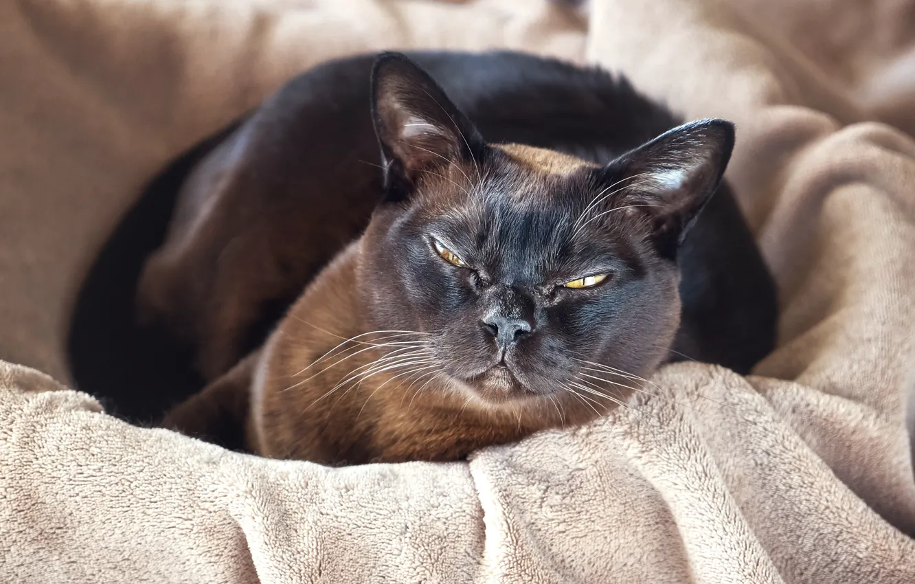 Photo wallpaper cat, look, lies, basket, brown, Burmese