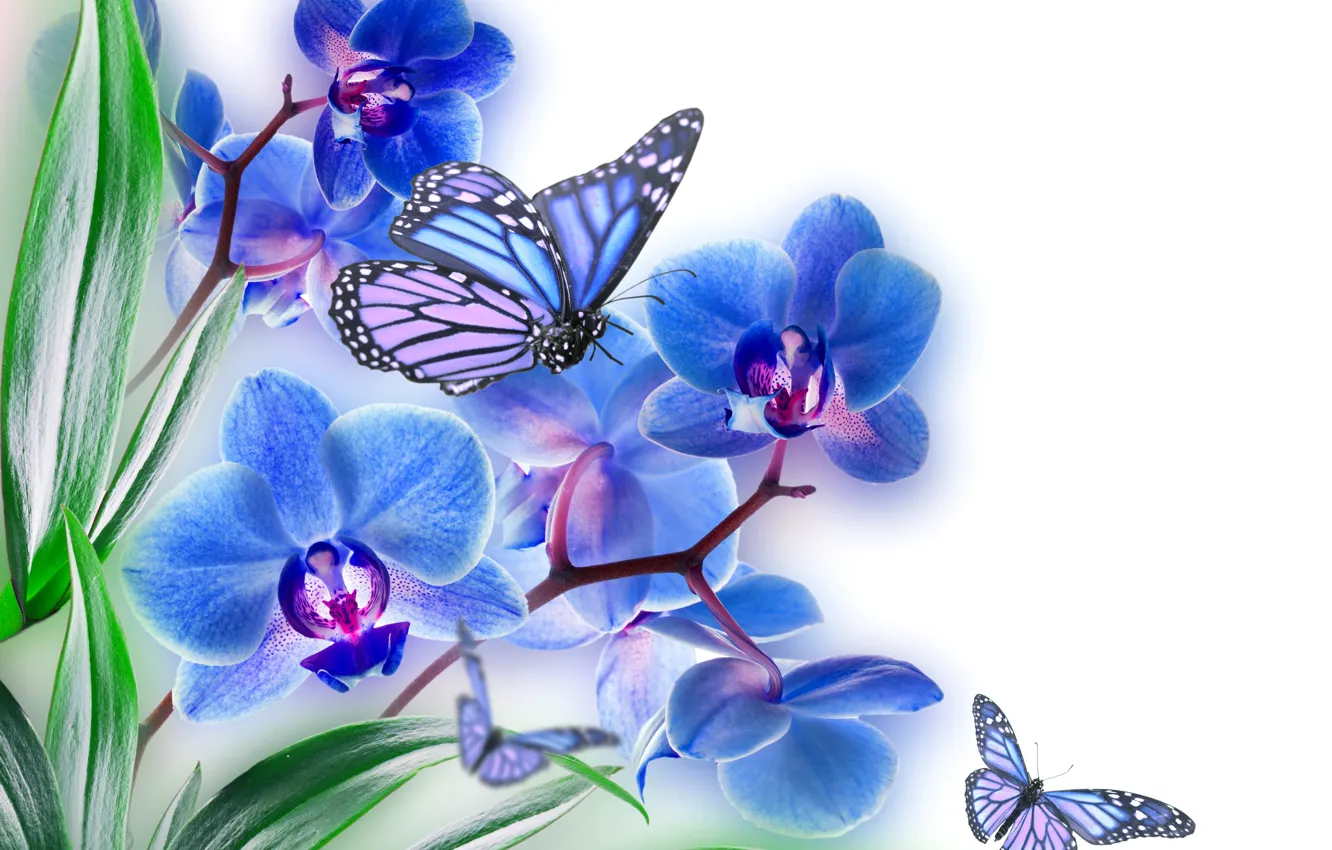 Photo wallpaper flowers, collage, butterfly, wings, petals, Orchid