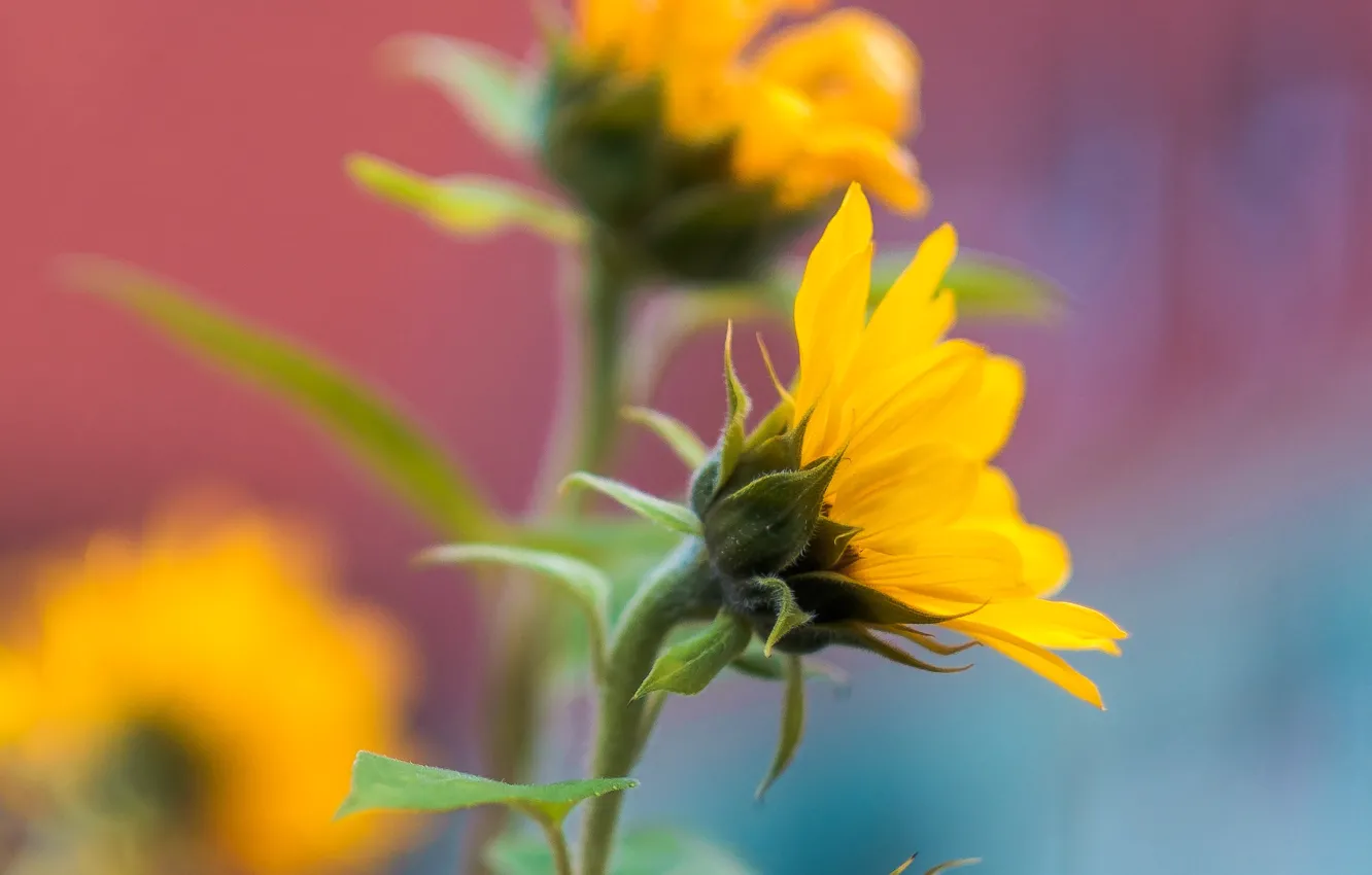 Photo wallpaper macro, flowers, yellow, dandelion