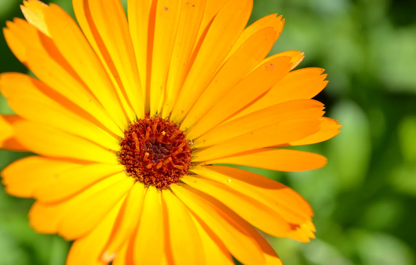 Photo wallpaper macro, petals, calendula