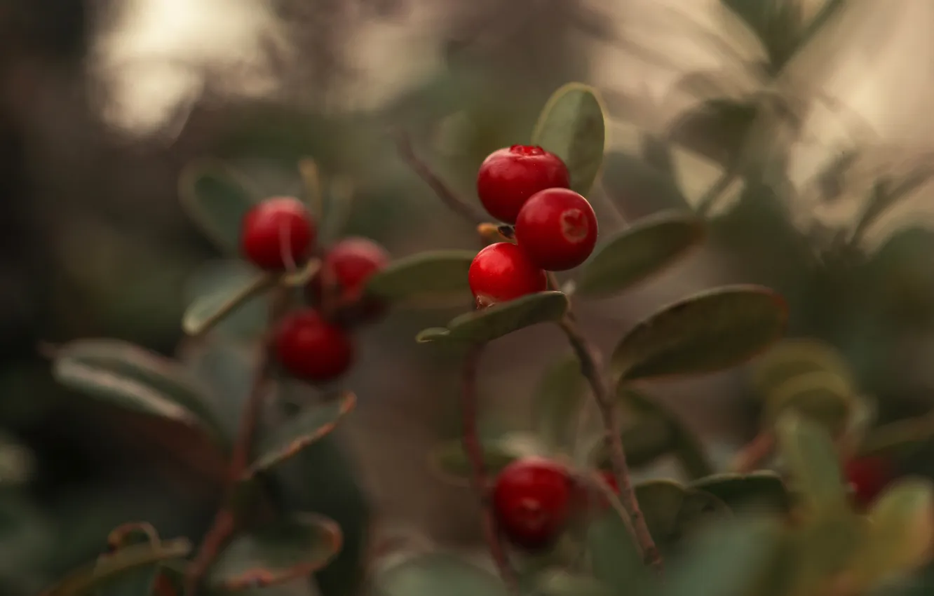 Photo wallpaper berries, sprig, bokeh, cranberry