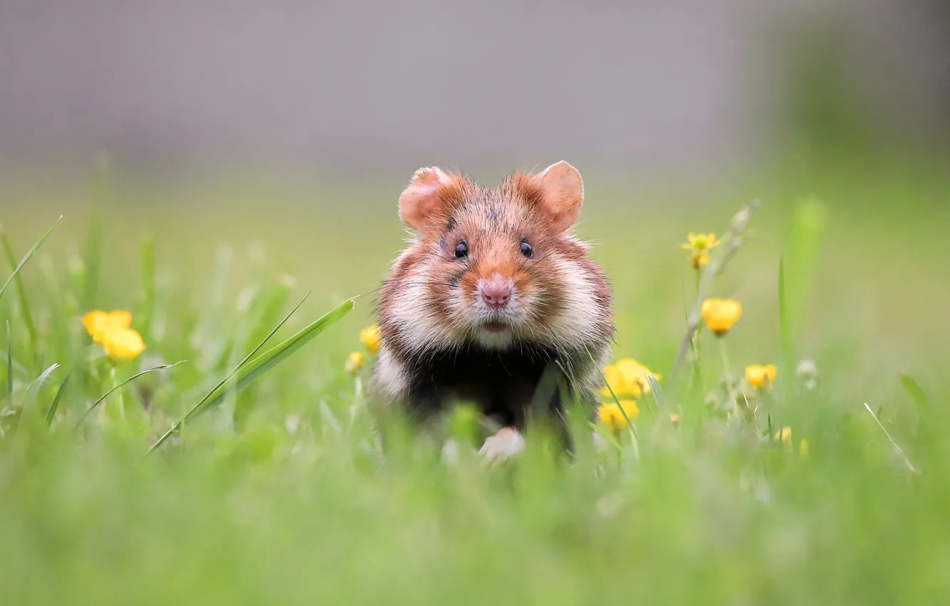 Photo wallpaper hamster, muzzle, hamster, tawa