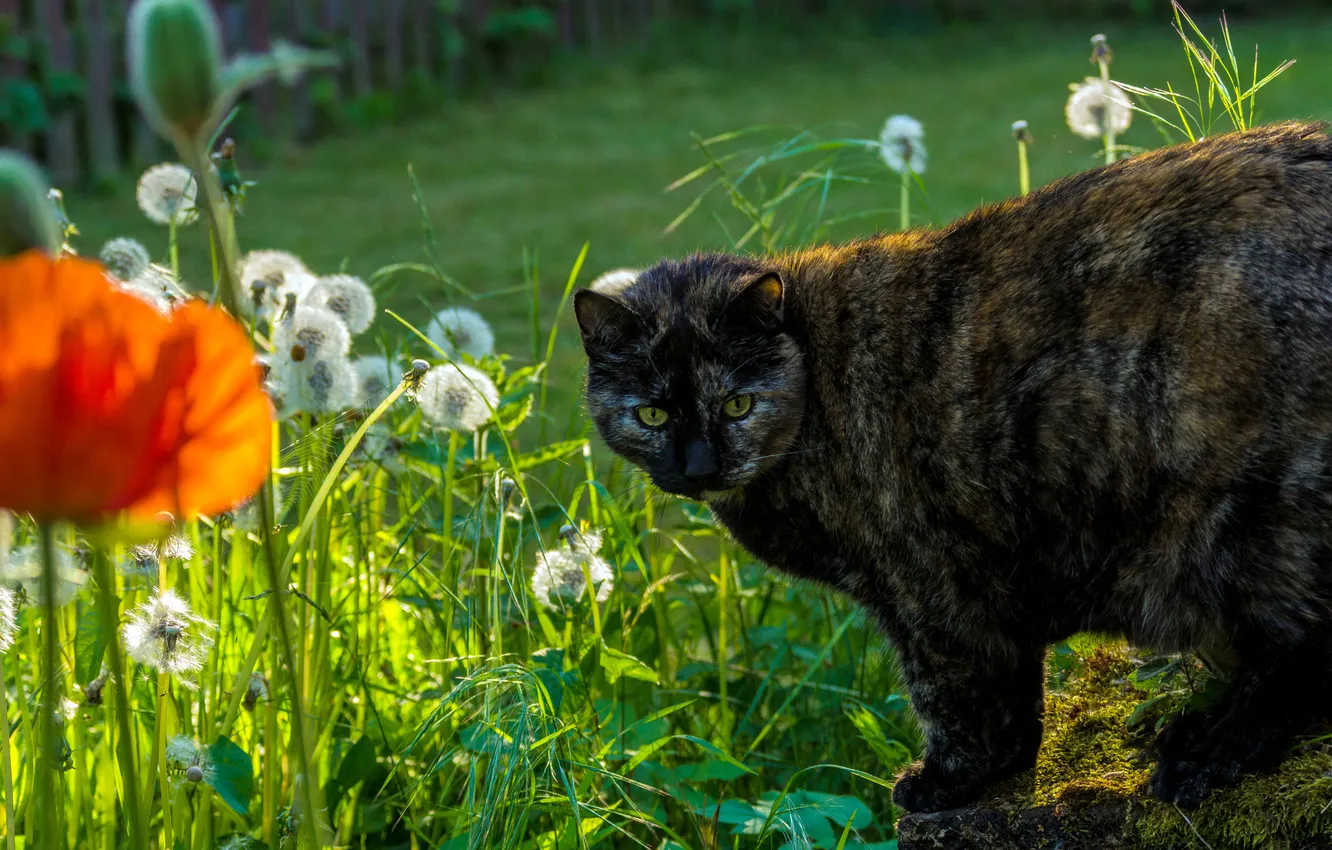 Photo wallpaper greens, cat, summer, cat, look, flowers, pose, dandelion