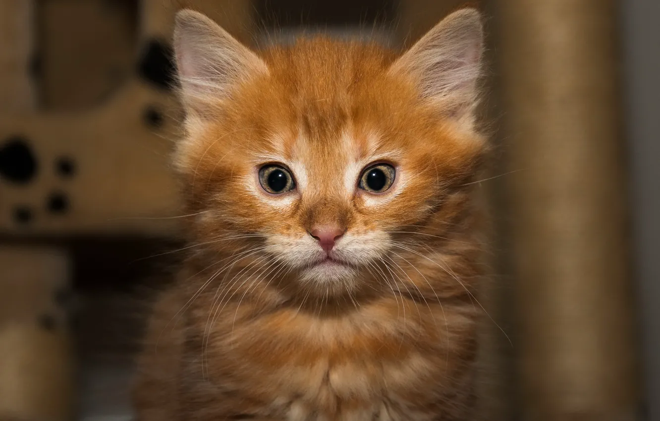 Photo wallpaper cat, look, background, portrait, baby, red, kitty, face