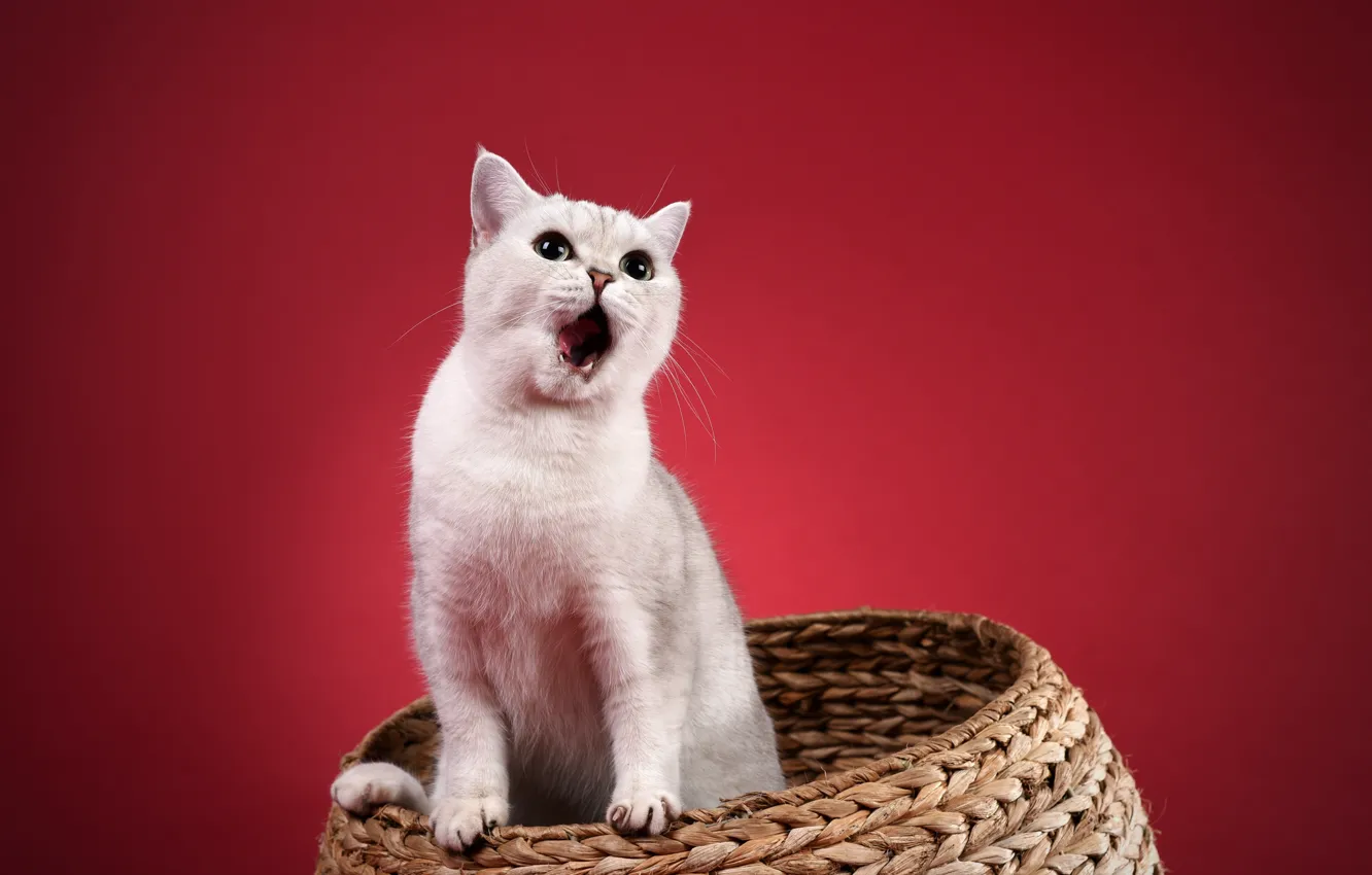 Photo wallpaper cat, look, muzzle, is, basket
