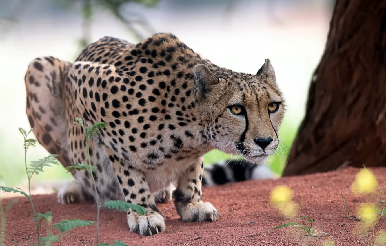 Photo wallpaper cat, Cheetah, beast