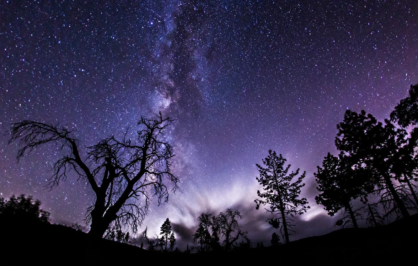 Photo wallpaper space, stars, trees, night, shadow, the milky way