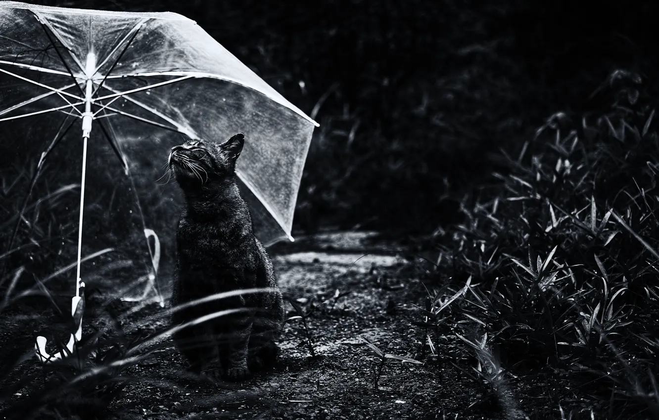 Photo wallpaper cat, umbrella, Koshak, Tomcat