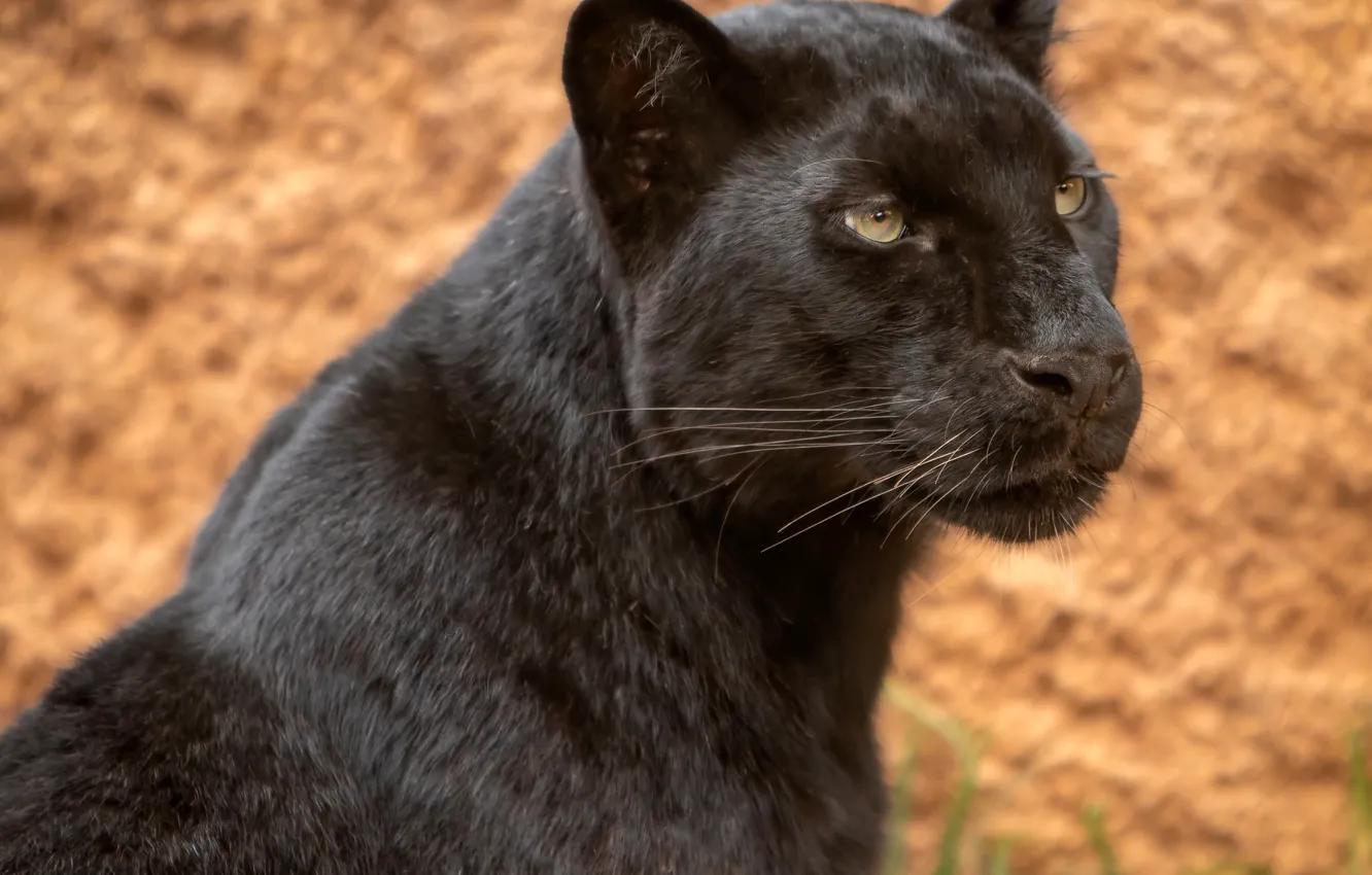 Photo wallpaper look, face, portrait, leopard, wild cat, Black Panther