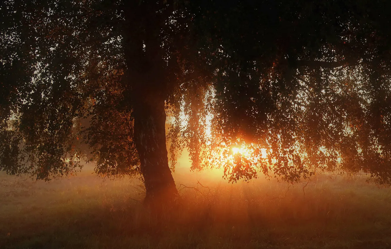 Photo wallpaper forest, trees, dawn