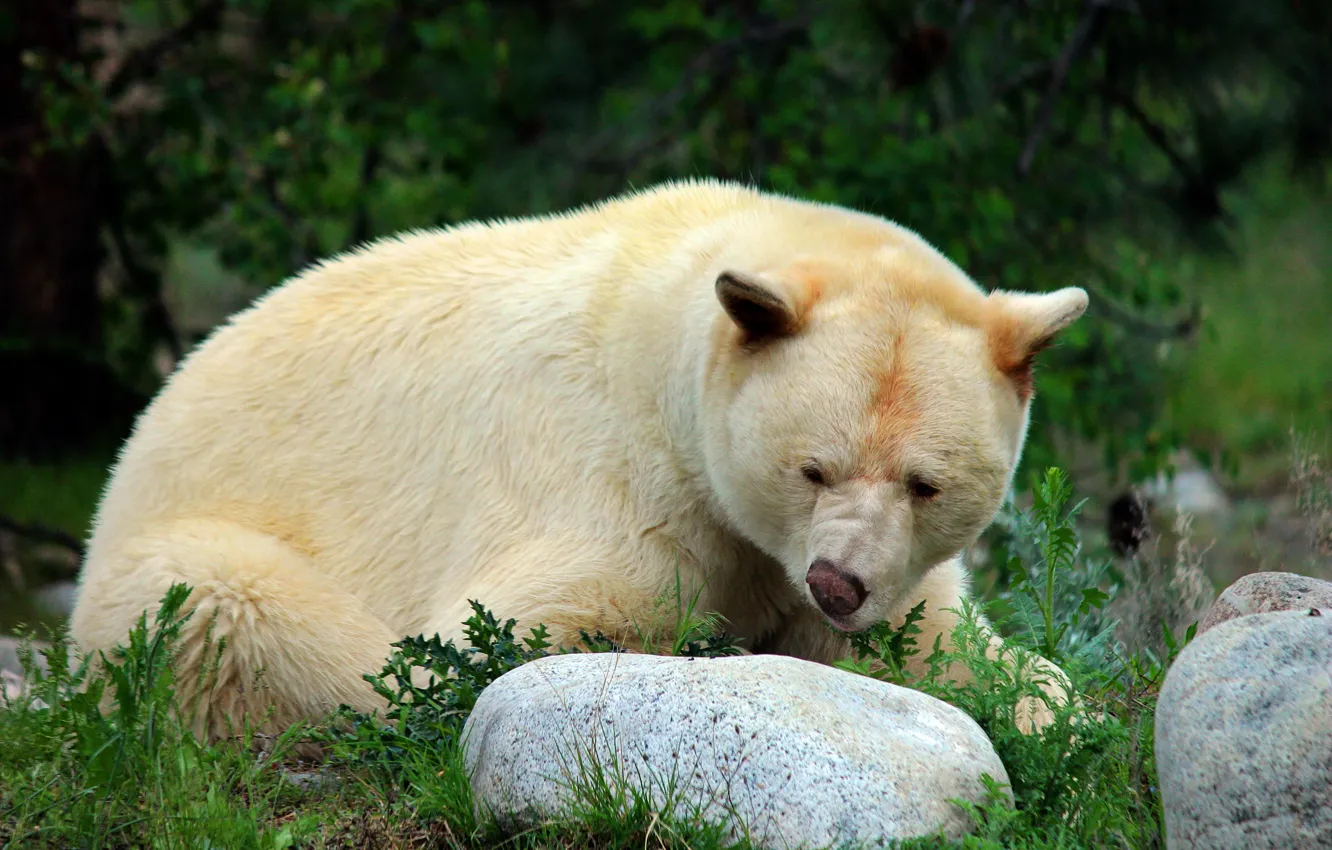 Photo wallpaper white, look, face, nature, pose, stone, bear, the expression