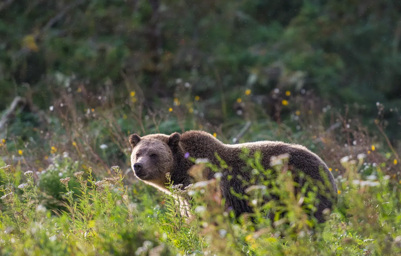 Photo wallpaper nature, bear, walk