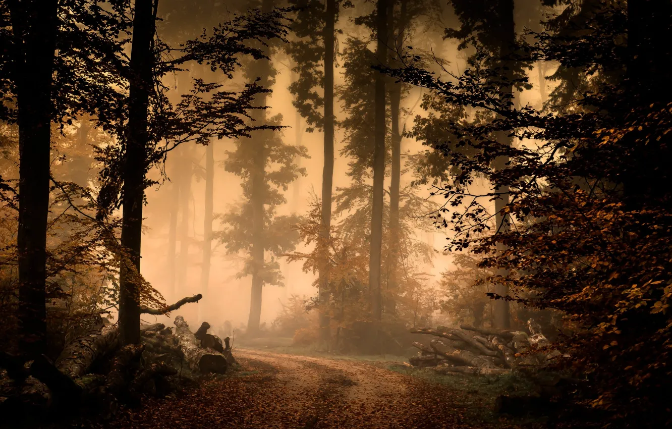 Photo wallpaper forest, nature, fog