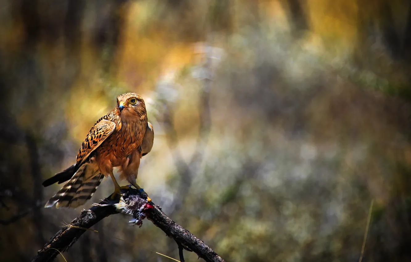 Photo wallpaper bird, predator, Falcon, hawk, dobycha