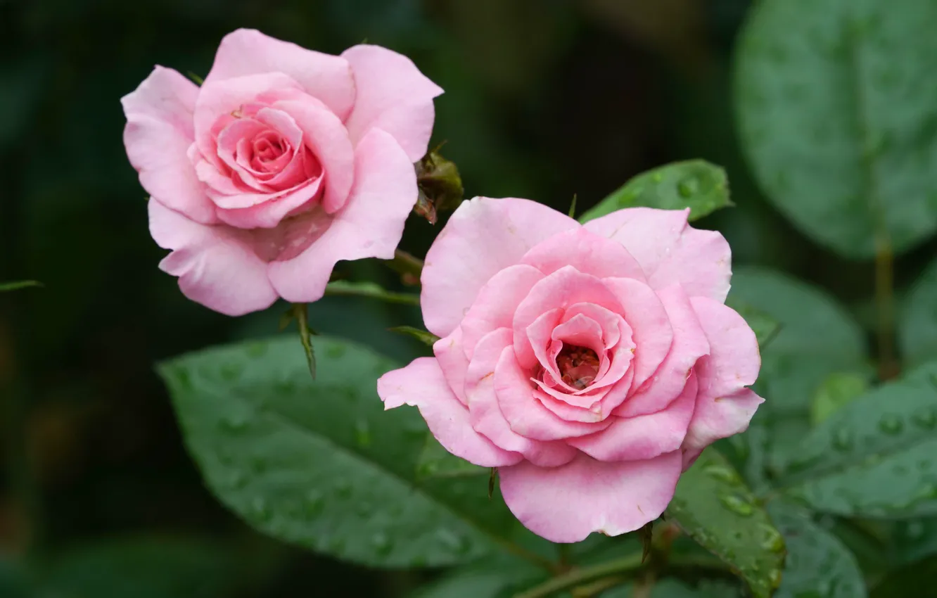 Photo wallpaper leaves, drops, roses, pink, Duo