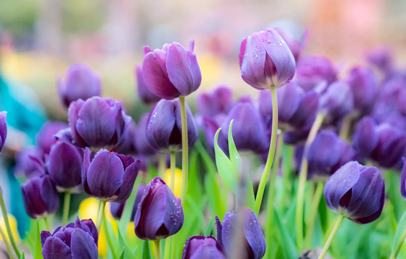 Photo wallpaper leaves, flowers, beauty, spring, purple, tulips, buds, flowerbed
