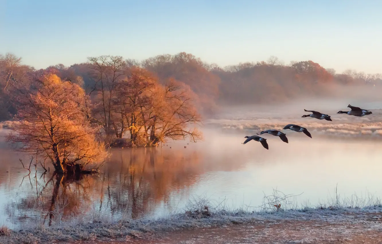 Photo wallpaper fog, river, duck, morning