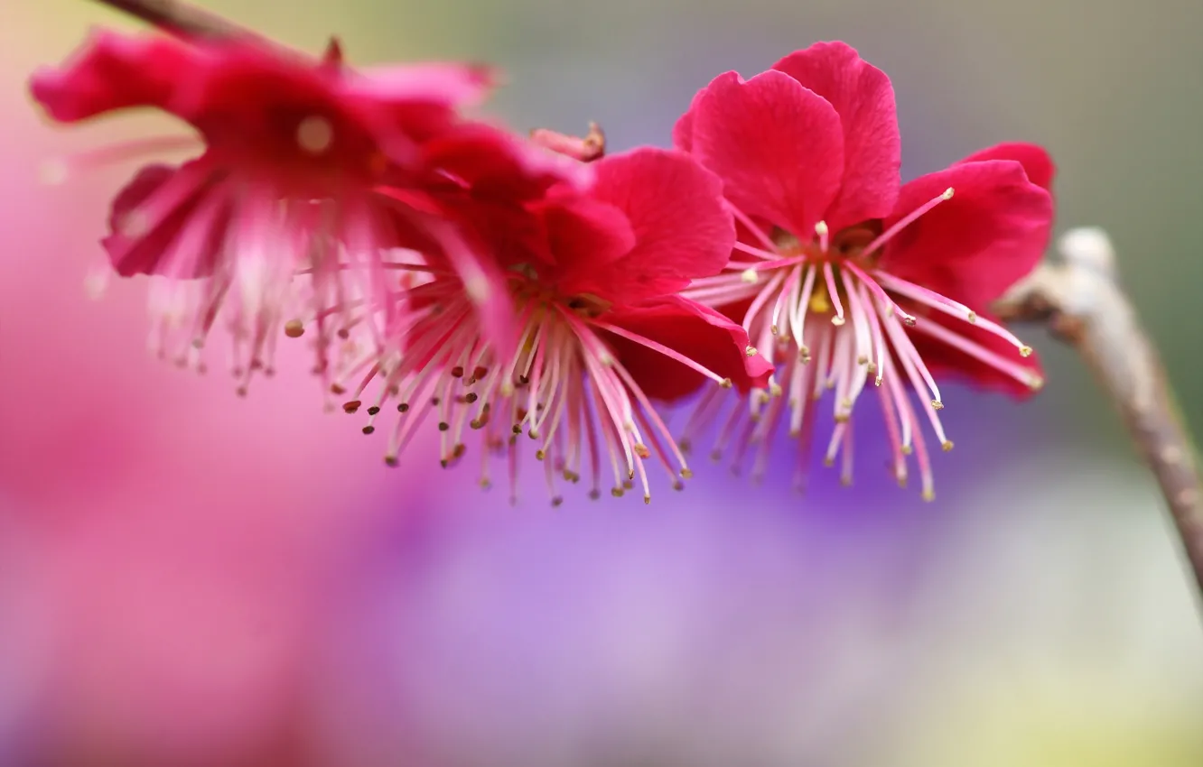 Photo wallpaper flowers, tree, branch, spring, pink, flowering, drain