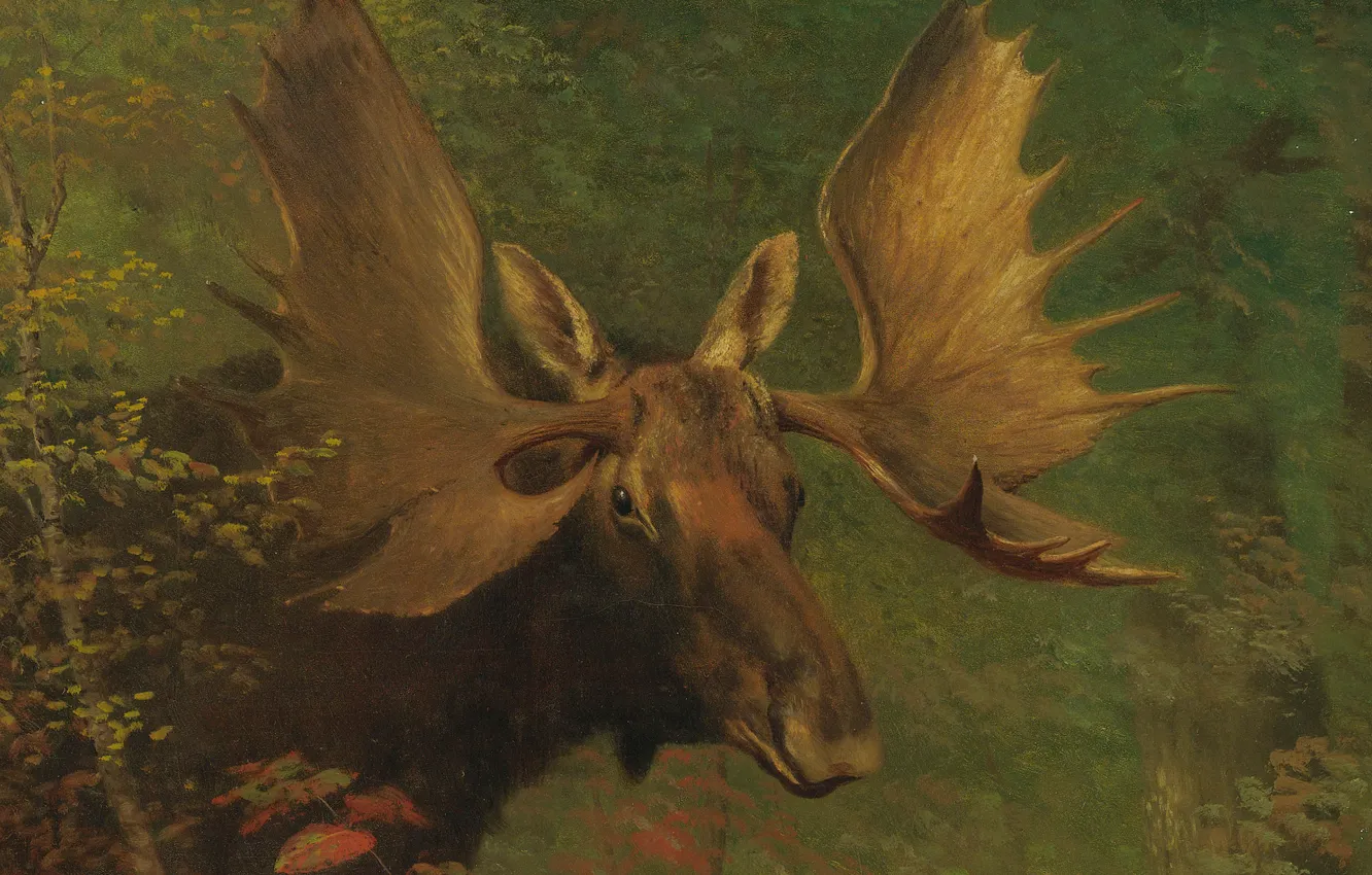 Photo wallpaper animal, picture, horns, Albert Bierstadt, The Study Of Moose