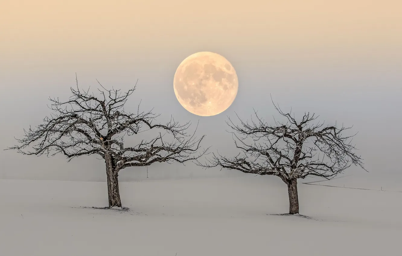 Photo wallpaper trees, nature, the moon