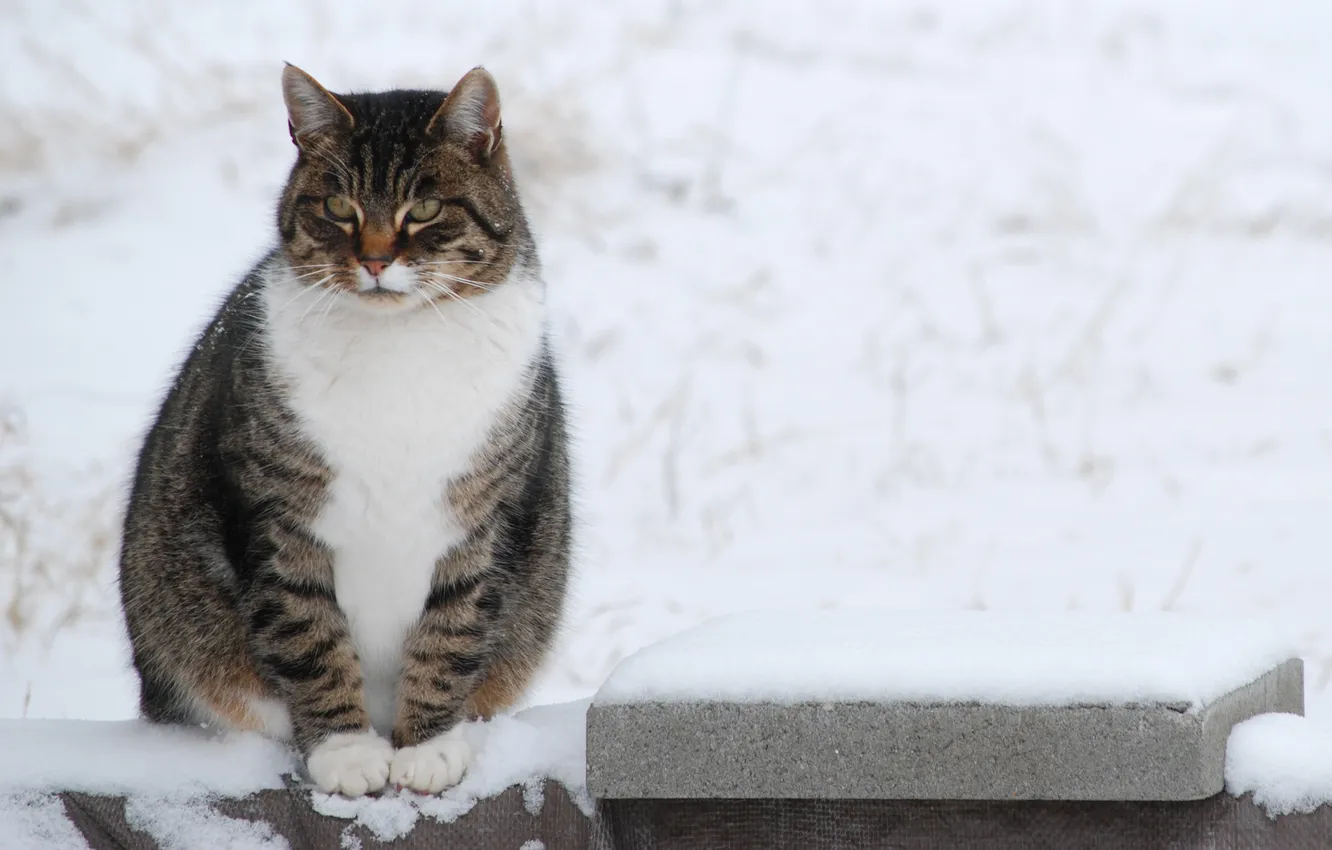 Photo wallpaper winter, cat, mustache, look, snow, animal, legs, color