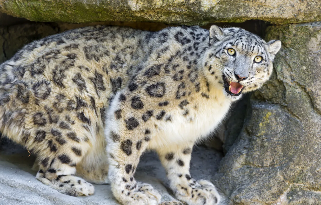 Photo wallpaper cat, stone, IRBIS, snow leopard, view, ©Tambako The Jaguar