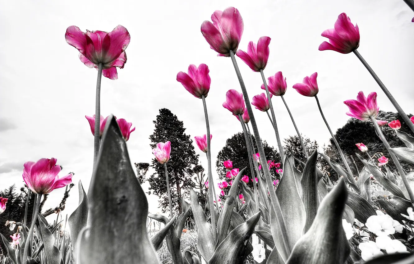Photo wallpaper trees, nature, paint, petals, tulips